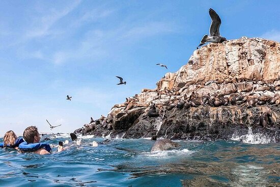 Tour en islas Palomino Lima Perú, Tour en lancha en Lima, tour en el mar Lima, tour fauna marina